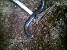 Peters writhing skink