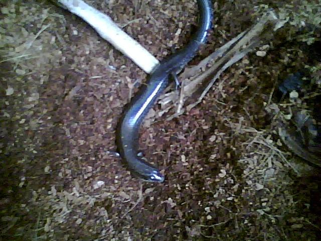 Peters writhing skink
