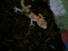 A panther gecko baby , hatched a few this year