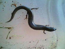 Peters writhing skinks