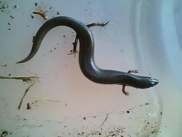 Peters writhing skinks