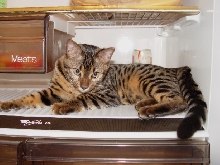 Musashi... Just Chilling!