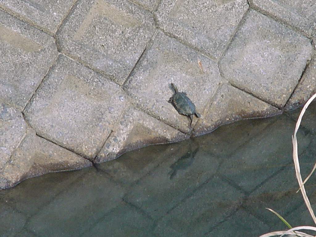 big boy basking