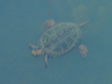 just when you thought it was safe to go back in the water...