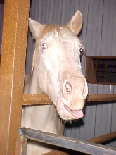 Silly Shadowfax