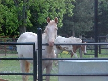 Tolkien's Shadowfax