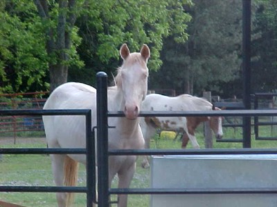 Tolkien's Shadowfax