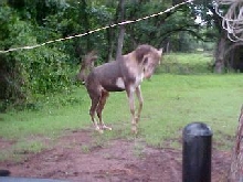 Shadowfax