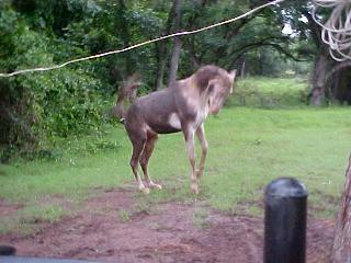 Shadowfax