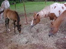 The Girls