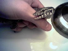 Mmm lunch...
