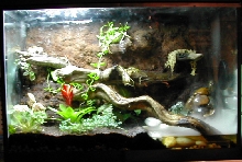 frog tank