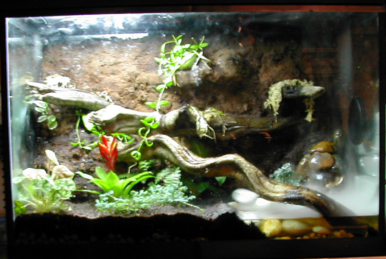 frog tank
