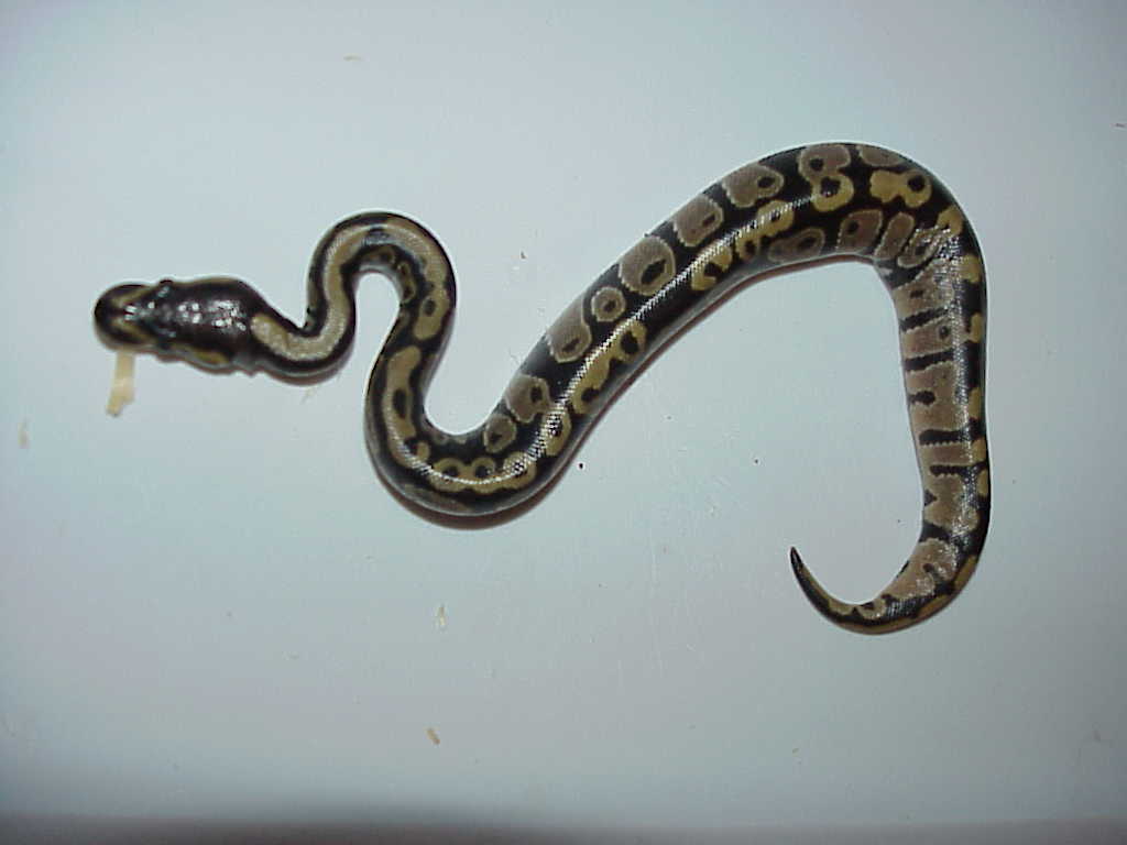 Awesome little baby ball # 1