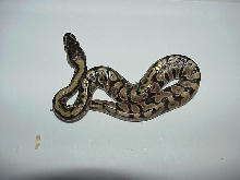 cool looking baby ball #2