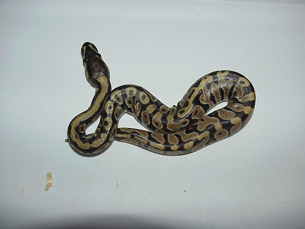 cool looking baby ball #2