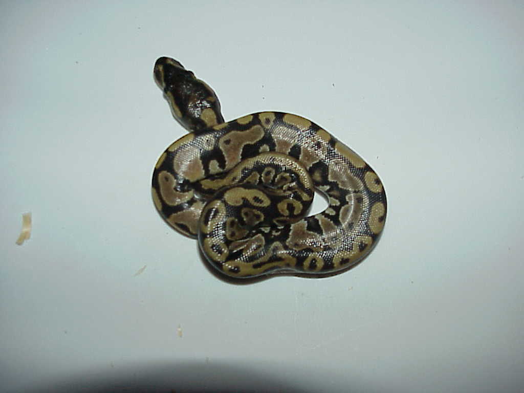 nice baby ball # 3