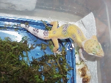 Hypo baby Leo Gecko