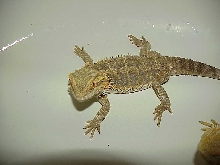 Ace our snow x orange sandfire male subadult