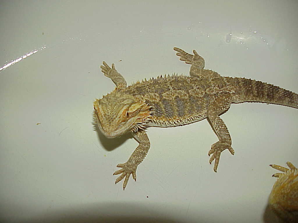 Ace our snow x orange sandfire male subadult
