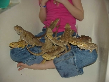 All the Beardies on my daughter's lap
