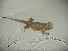 Banshee  in the bath