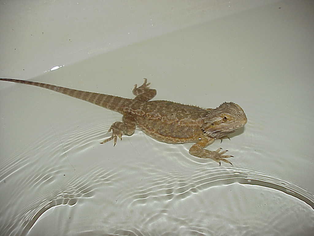 Banshee  in the bath