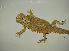 Cera our citrus x sunburst female