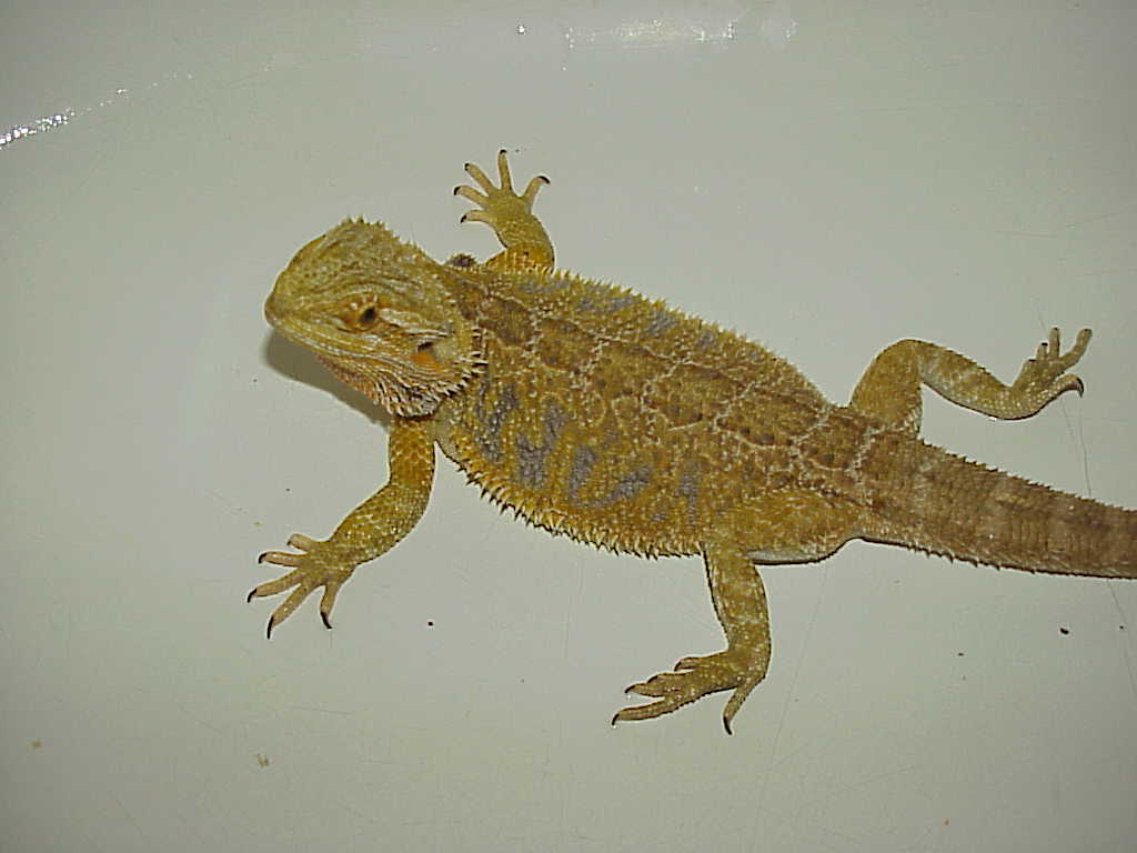 Cera our citrus x sunburst female