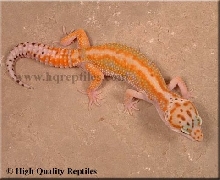 HQ Red Stripe male as a baby