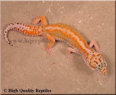 HQ Red Stripe male as a baby
