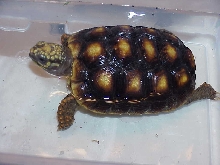 Yearling Red Foot "Isis"