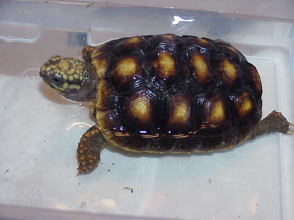 Yearling Red Foot "Isis"