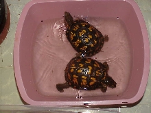 Jade and Sundra Eastern Boxies