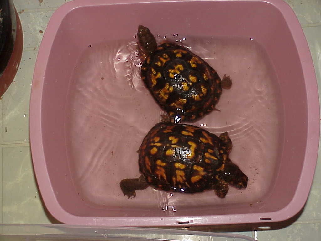 Jade and Sundra Eastern Boxies
