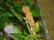 Frist Baby Crested at Sacred Creatures