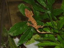 Baby crested here at Sacred Creatures