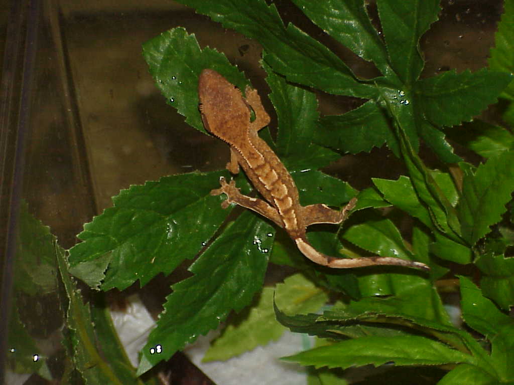 Baby crested here at Sacred Creatures