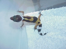 First Hatchling Leo