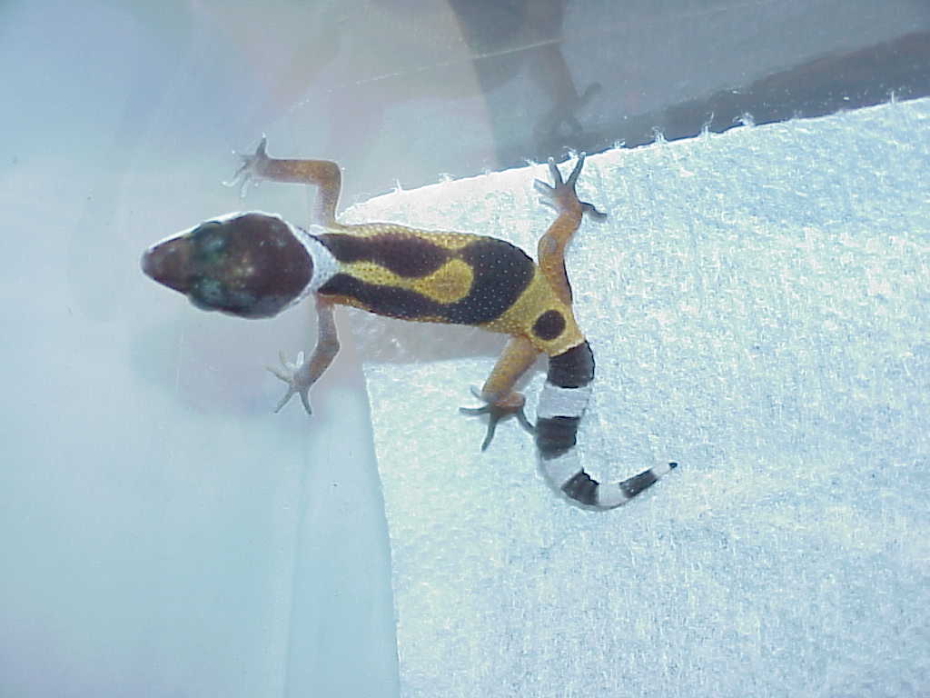 First Hatchling Leo