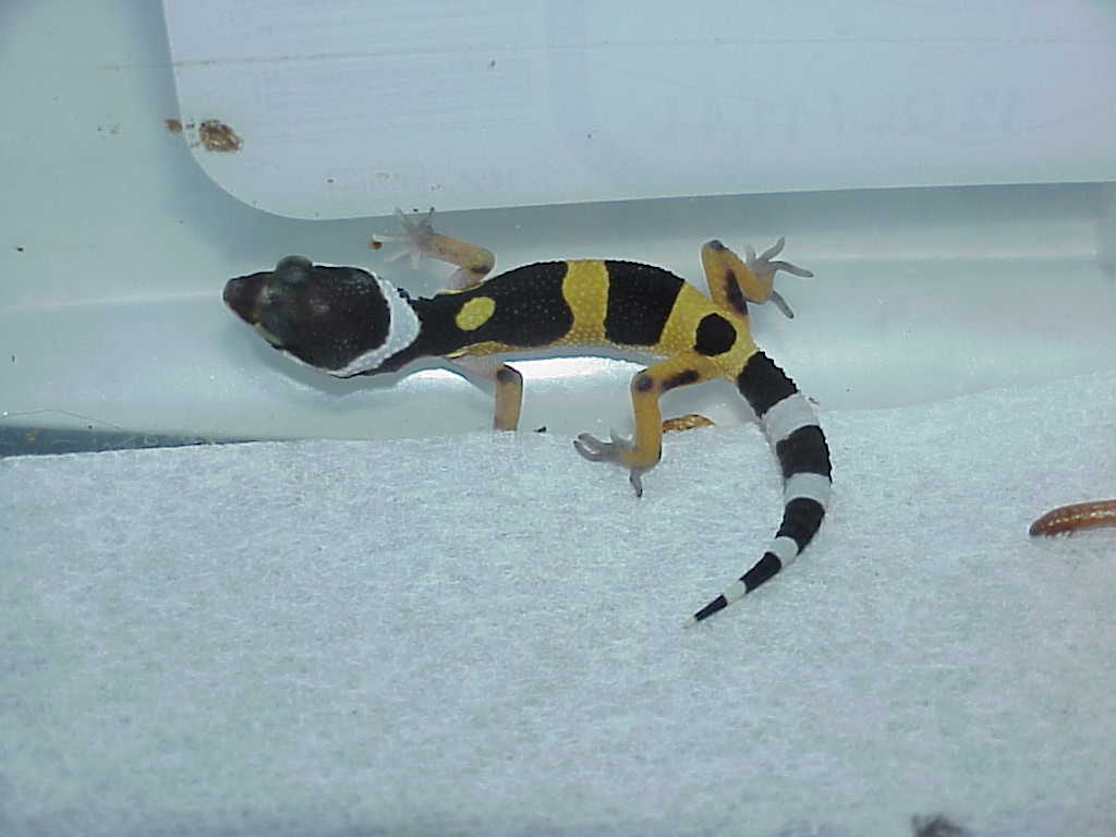 Second one  of our first hatchling Leos