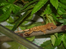 Sacred Creatures First Baby Crested