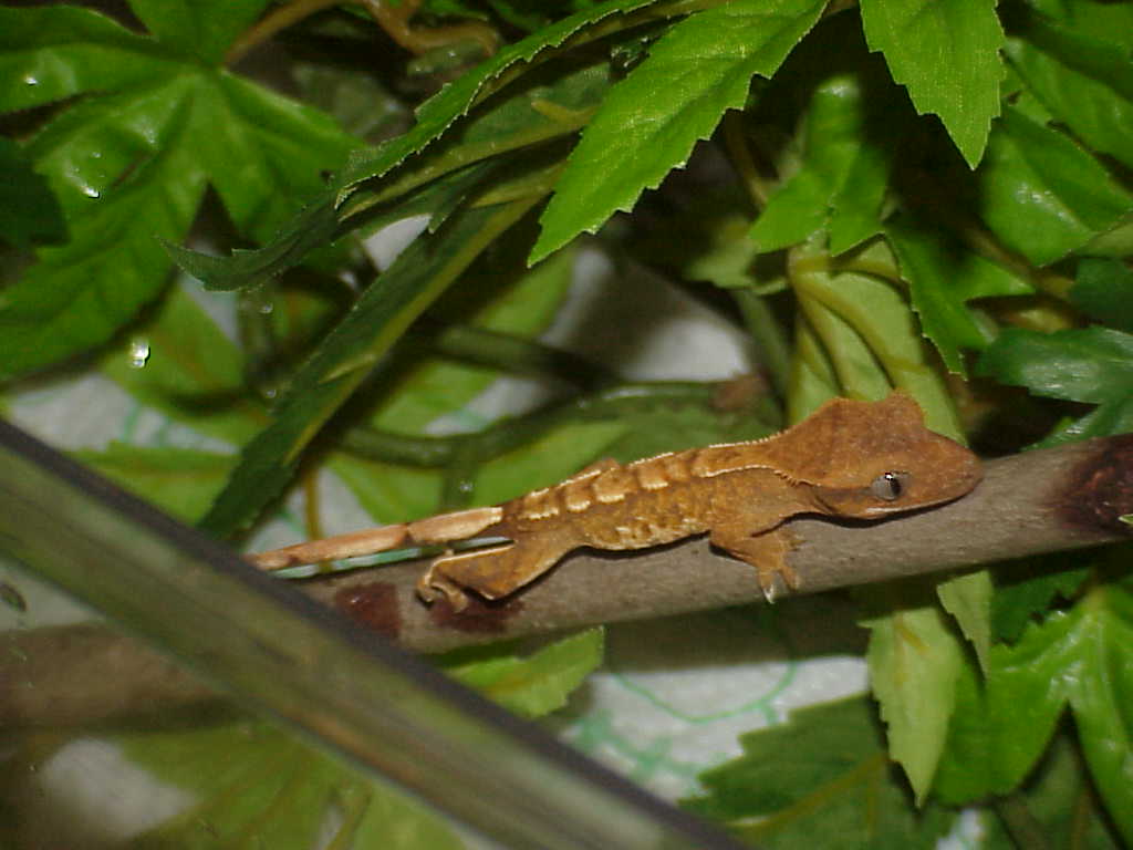 Sacred Creatures First Baby Crested