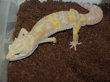 Rainwater(LV) Albino Male