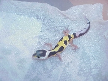 Red Stripe Hatchling 6/6/06