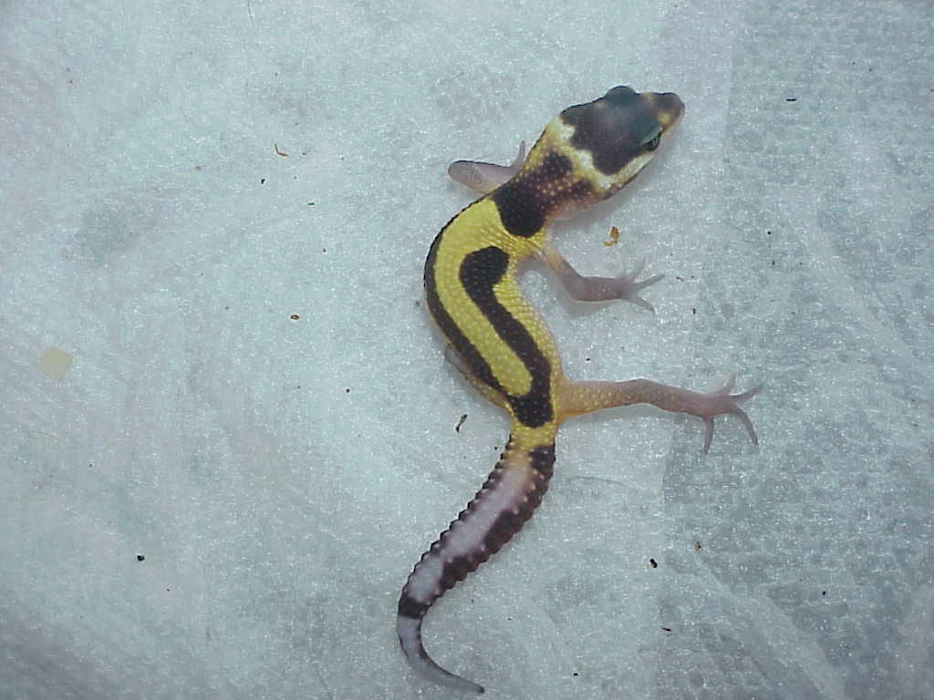 Red Stripe Baby Leo Hatchling with more stripe 2