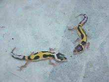 Red Stripe hatchlings Jungle and striped