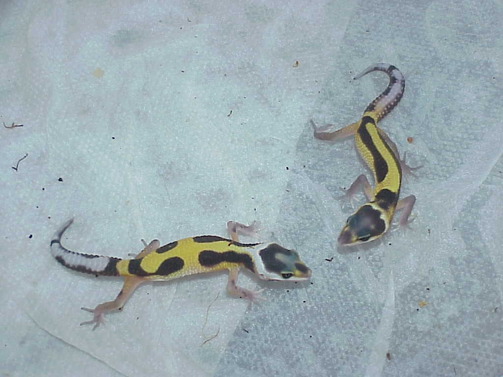 Red Stripe hatchlings Jungle and striped