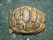 Isis 14 months Leo Tort Blond Phase female