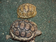 Velvet  2 yrs & Isis 14 mos- Leo Torts
